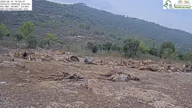 Vulture Feeding Station Hai-Bar Nature Reserve Live Cam
